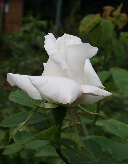 Роза ремонтантная Фрау Карл Друшки